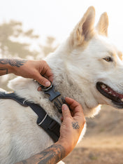 ruffwear-collier-front-range-pour-chien-basalt-grey