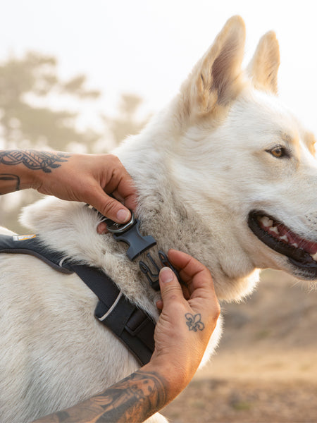 ruffwear-collier-front-range-pour-chien-basalt-grey