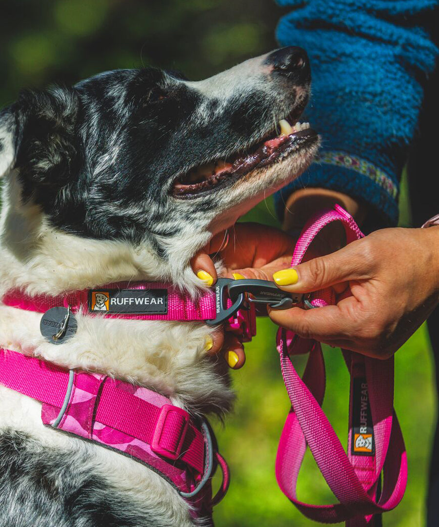 ruffwear-collier-pour-chien-Front-Range-rose-Pink-mountain