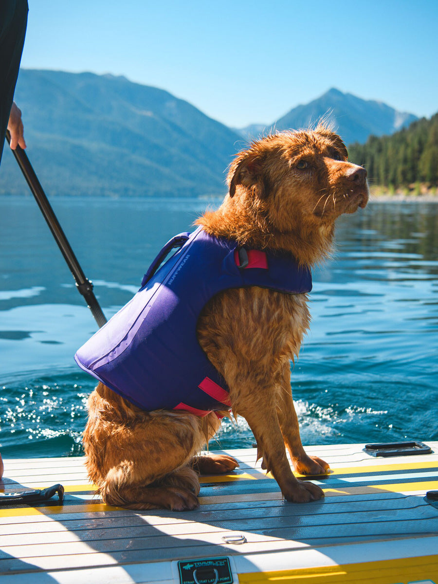 ruffwear-gilet-sauvetage-pour-chien-Float-Coat-violet