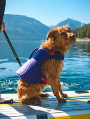 ruffwear-gilet-sauvetage-pour-chien-Float-Coat-violet