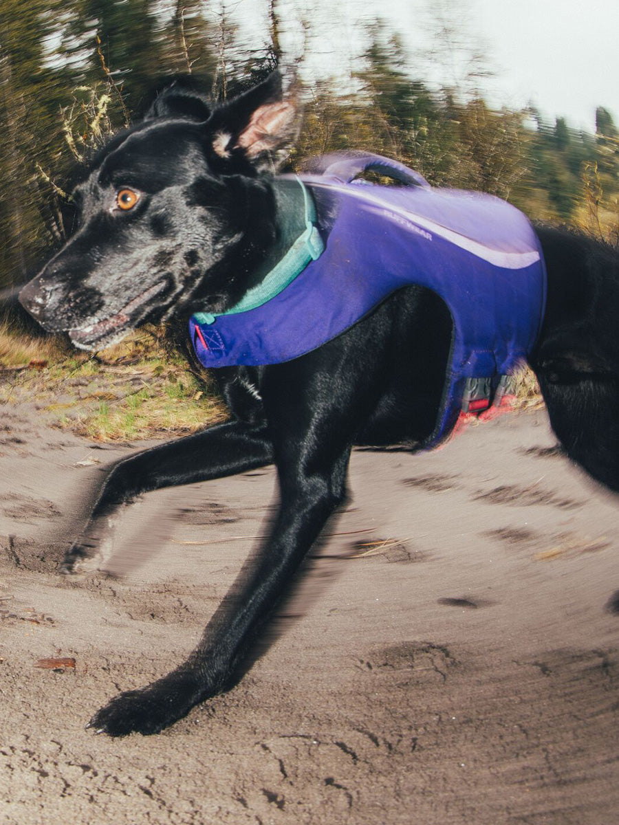 ruffwear-gilet-sauvetage-pour-chien-Float-Coat-violet