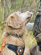 ruffwear-harnais-avec-poignee-pour-chien-Web-Master-Blaze-Orange-fluo