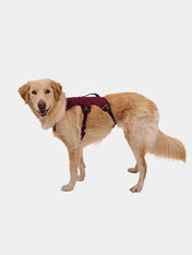 ruffwear-harnais-avec-poignee-pour-chien-Web-Master-Purple-Rain