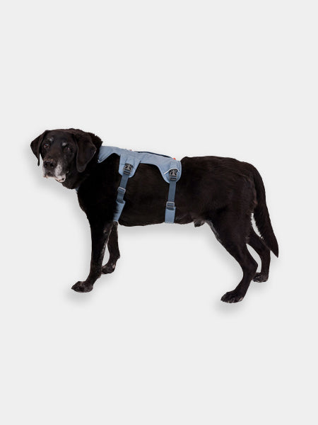 ruffwear-harnais-avec-poignee-pour-chien-Web-Master-Slate-Blue