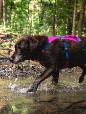 ruffwear-harnais-flagline-pour-chien-Alpenglow-Pink