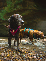 ruffwear-harnais-flagline-pour-chien-Alpenglow-Pink