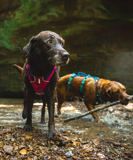 ruffwear-harnais-flagline-pour-chien-Alpenglow-Pink