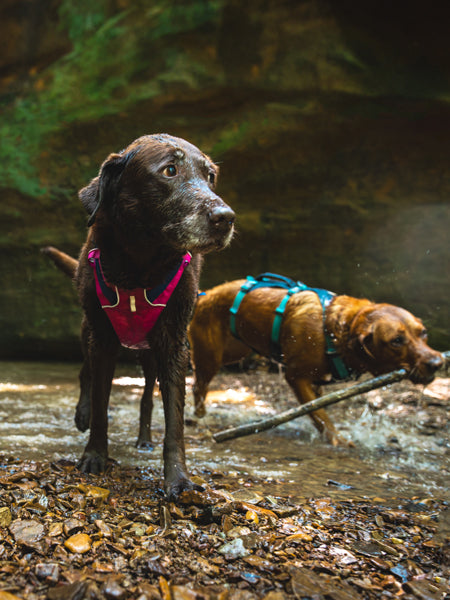 ruffwear-harnais-flagline-pour-chien-Alpenglow-Pink