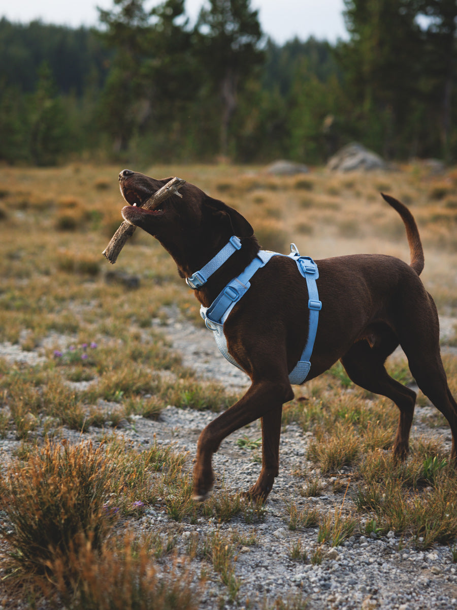 ruffwear-harnais-front-range-flex-pour-chien-BLEU