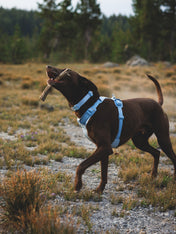 ruffwear-harnais-front-range-flex-pour-chien-BLEU