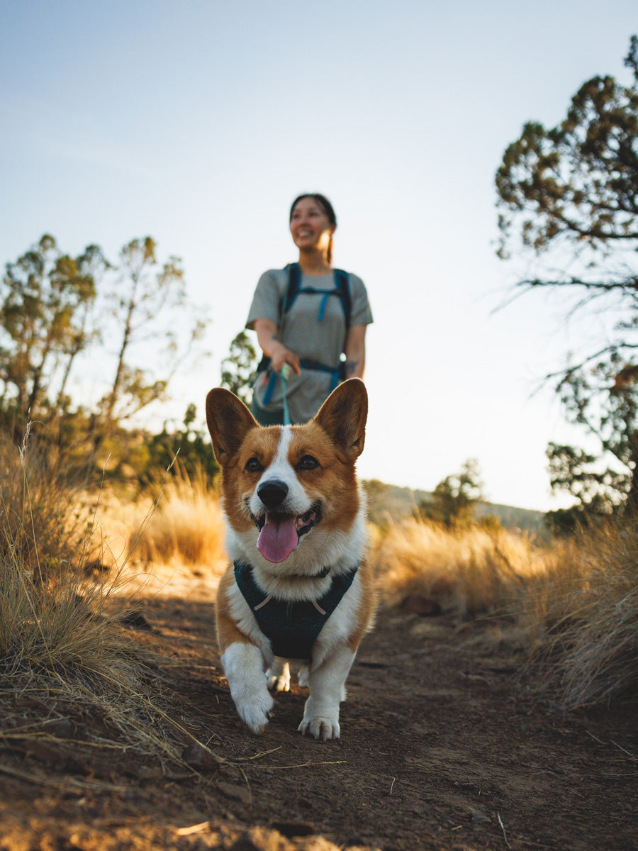 ruffwear-harnais-front-range-flex-pour-chien-teal