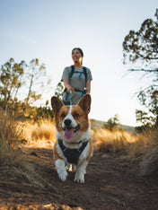 ruffwear-harnais-front-range-flex-pour-chien-teal