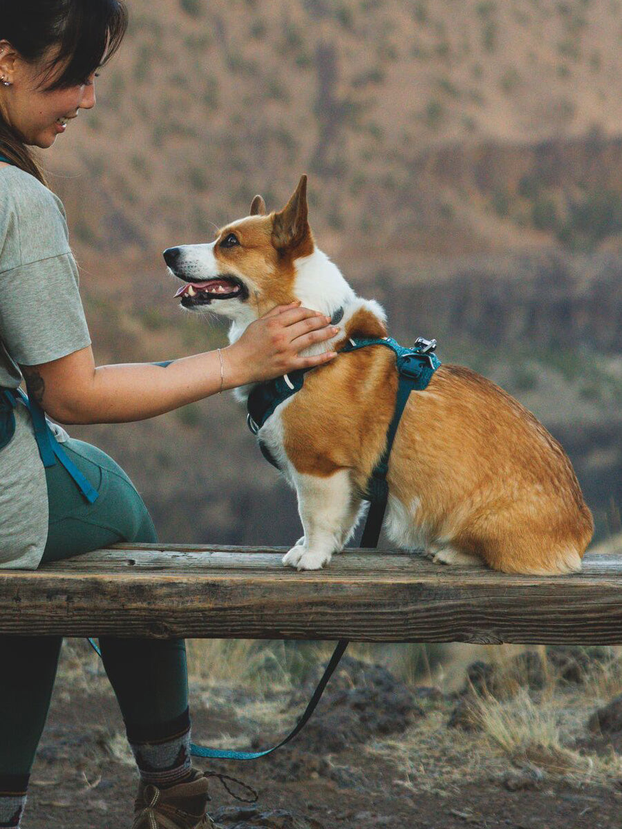 ruffwear-harnais-front-range-flex-pour-chien-teal