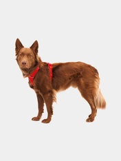 ruffwear-harnais-front-range-pour-chien-red-canyon