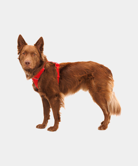 ruffwear-harnais-front-range-pour-chien-red-canyon