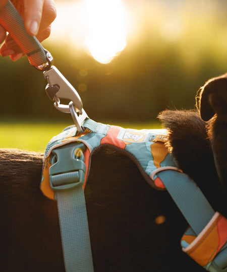 ruffwear-harnais-front-range-pour-chien-spring-mountains