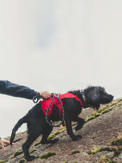 ruffwear-harnais-web-master-pour-chien-rouge