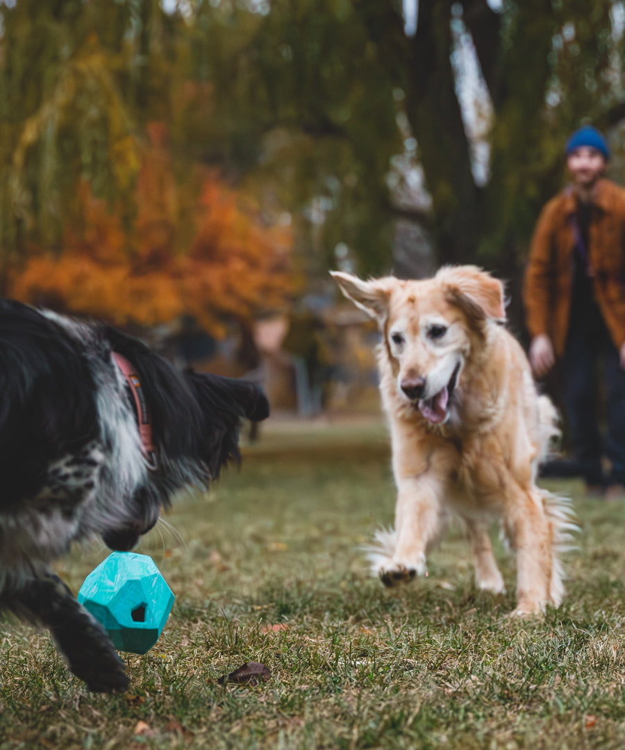 ruffwear-jouet-chien-resistant-Gnawt-A-Rock