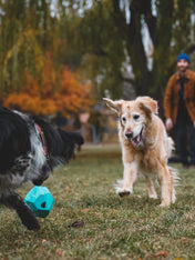 ruffwear-jouet-chien-resistant-Gnawt-A-Rock