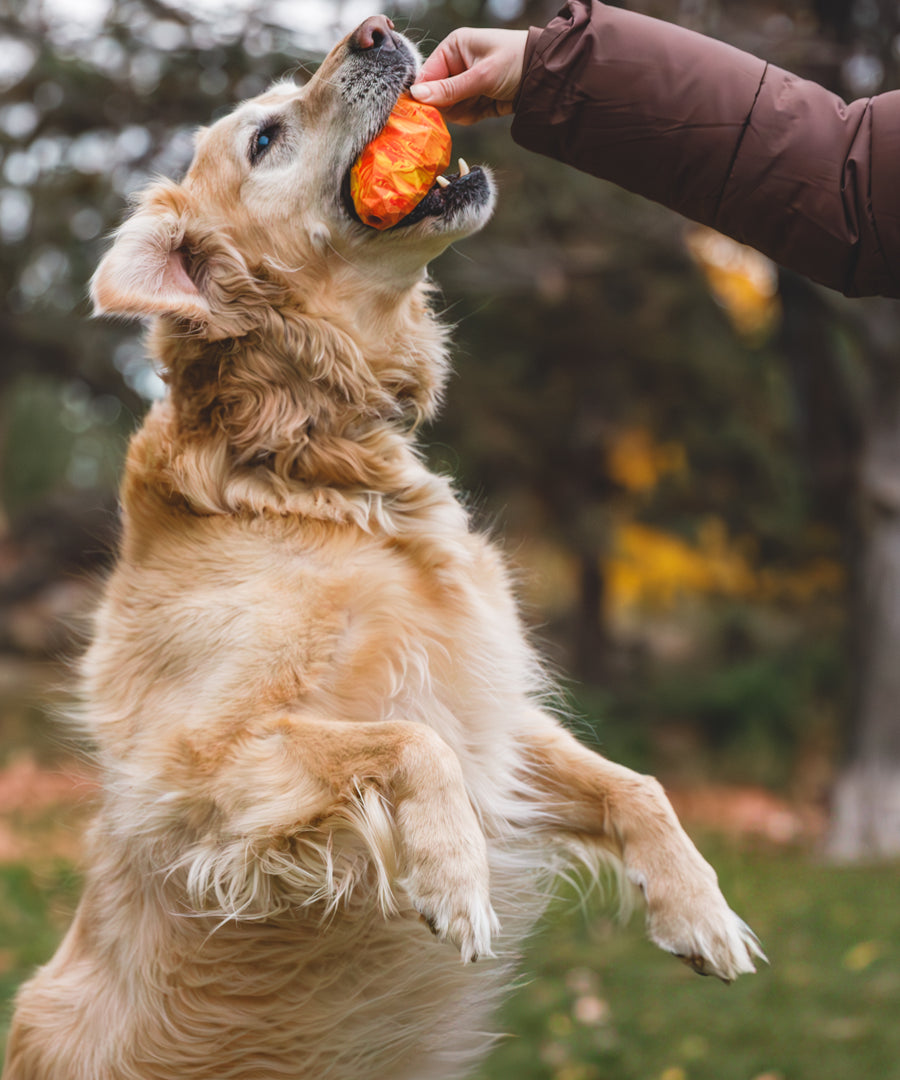 ruffwear-jouet-chien-resistant-Gnawt-a-Cone