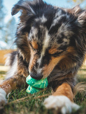 ruffwear-jouet-resistant-eco-friendly-durable-naturel-Toadstool-morel-vert