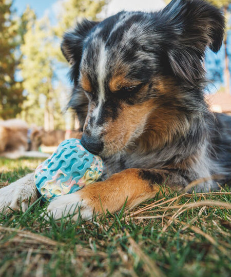 ruffwear-jouet-resistant-eco-friendly-durable-naturel-morel-blue-prism