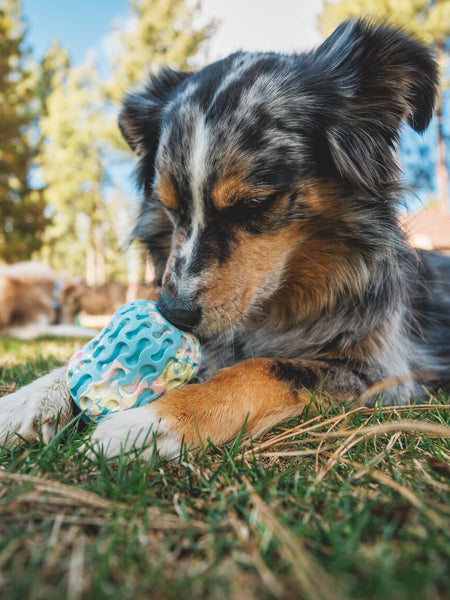 ruffwear-jouet-resistant-eco-friendly-durable-naturel-morel-blue-prism