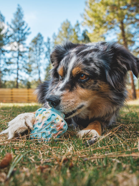 ruffwear-jouet-resistant-eco-friendly-durable-naturel-morel-blue-prism