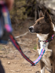 ruffwear-laisse-main-libre-pour-chien-Crag-Hands-Free-Leash-alpine-dusk