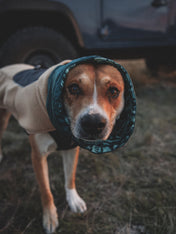ruffwear-snood-pour-chien-tour-de-cou-Mt-Hoodie-Warming-Neck-Gaiter_Basalt-teal