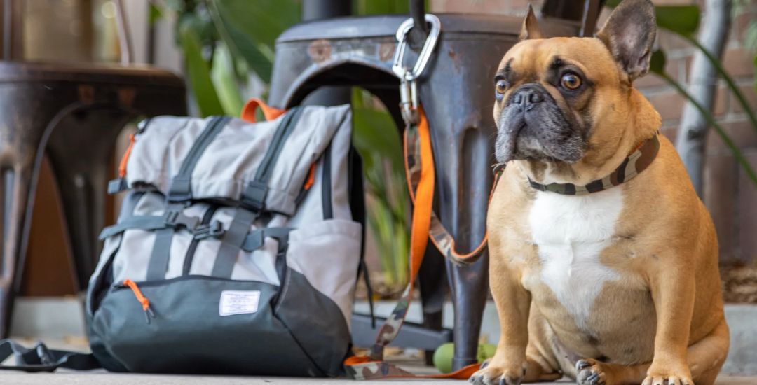 Sac de voyage pour chiens avec accessoires : gamelles transport incluses –  Animasoin