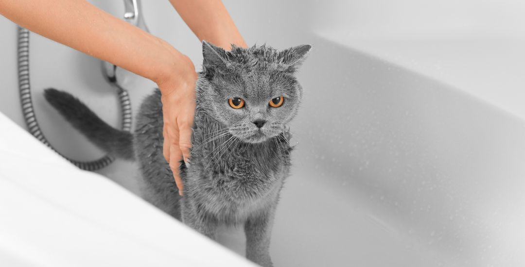 shampoing pour chat bannière inooko