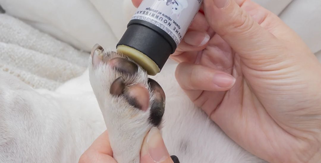 soins des coussinets et de la truffe pour chien inooko