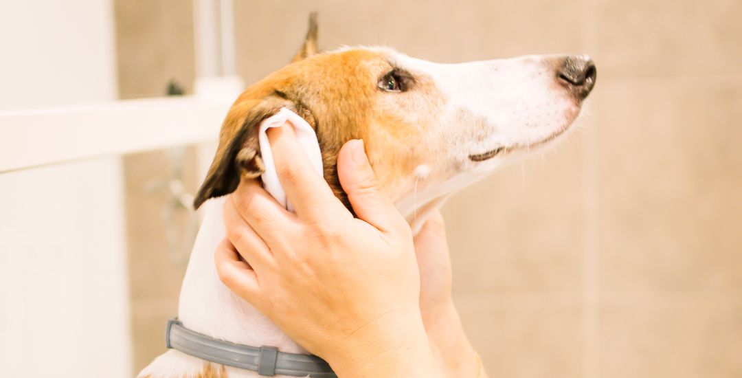 soins des oreilles pour chien inooko