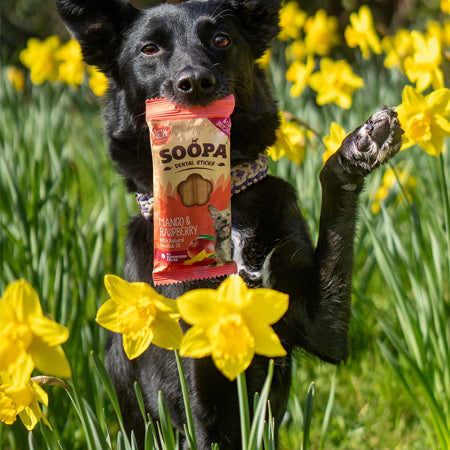 soopa-friandise-naturelles-chien-dog-treat-mangue-framboise