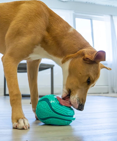 tapis-de-lechage-pour-chien-Licks-Rewards-KONG