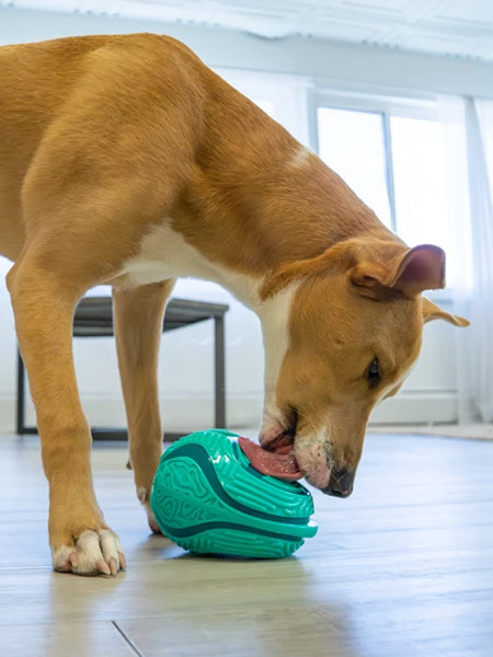 tapis-de-lechage-pour-chien-Licks-Rewards-KONG