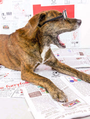 the-furry-folks-tapis-de-fouille-puzzle-interactif-pour-chien-journal-2026