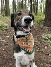 Bandana pour chien Desert Dwellers the landmark project