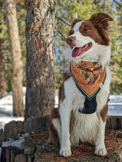 Bandana pour chien Desert Dwellers the landmark project