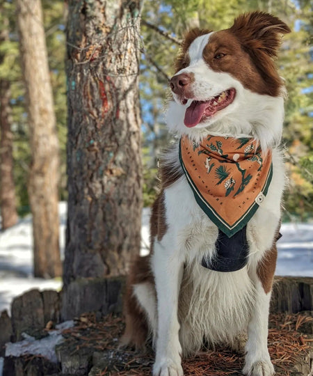 Bandana pour chien Desert Dwellers the landmark project