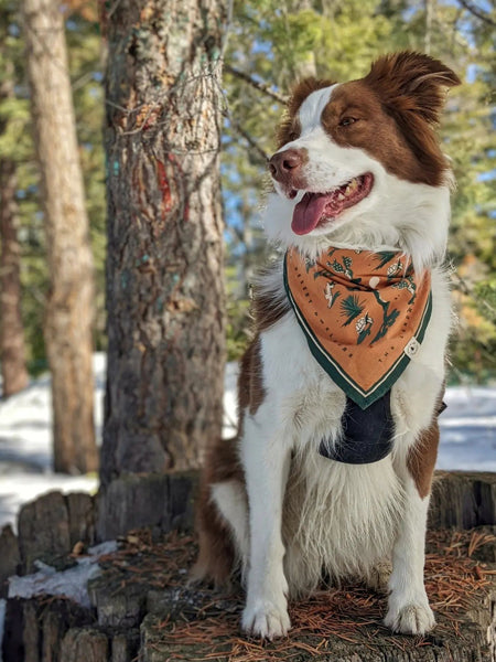 Bandana pour chien Desert Dwellers the landmark project