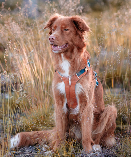 woollywolf-Harnais-pour-chien-Alpha-360-Terracotta-Mix