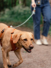        woolywolf-harnais-Roam-Harness-Terracotta-Ripple