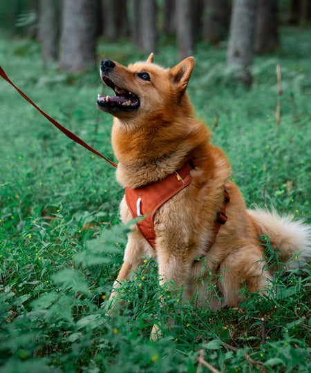        woolywolf-harnais-Roam-Harness-Terracotta-Ripple