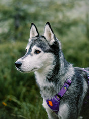 woolywolf-harnais-design-pour-chien-Northern-Lights