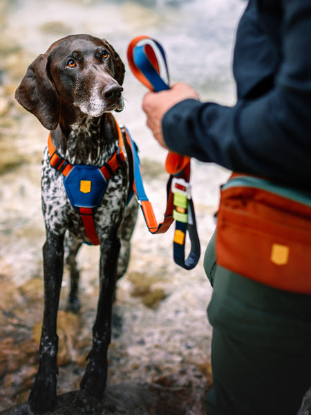 woolywolf-laisse-Roam-Harness-bloc-terracotta