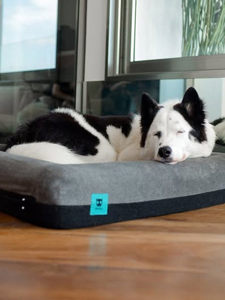 zee-dog-Panier-pour-chien-Zee.Bed-Skull