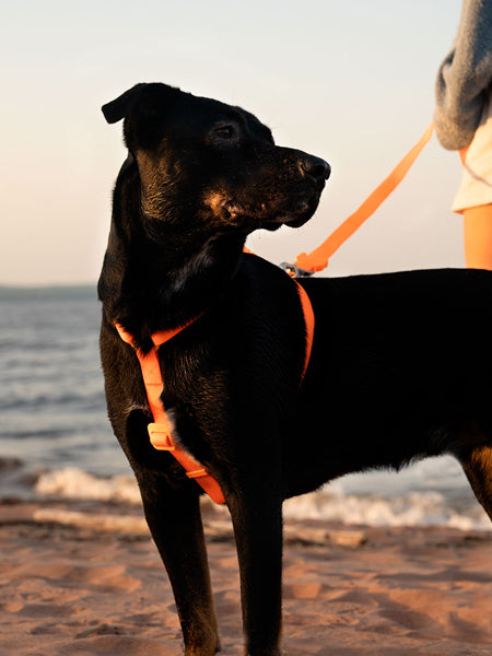 zee-dog-harnais-en-H-pour-chien-impermeable-Neopro-tangerine-orange
